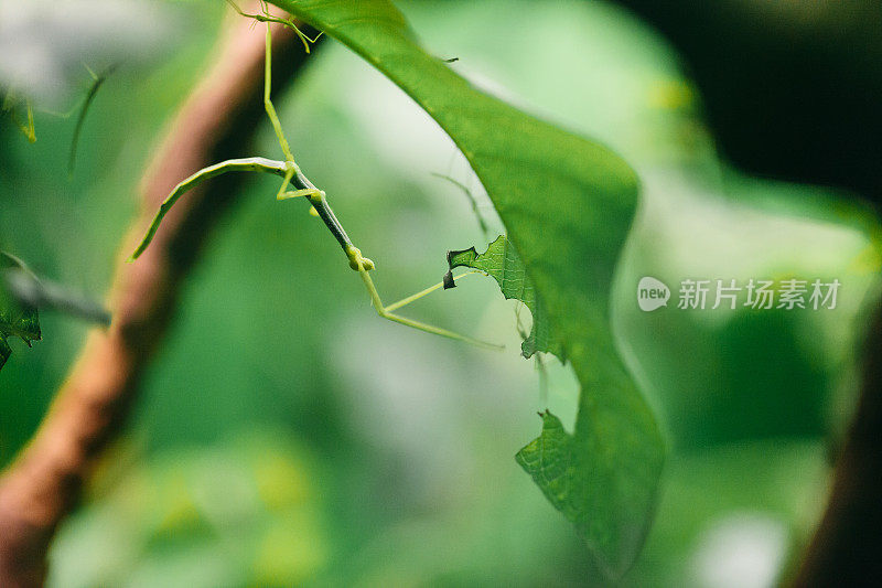 竹节虫吃