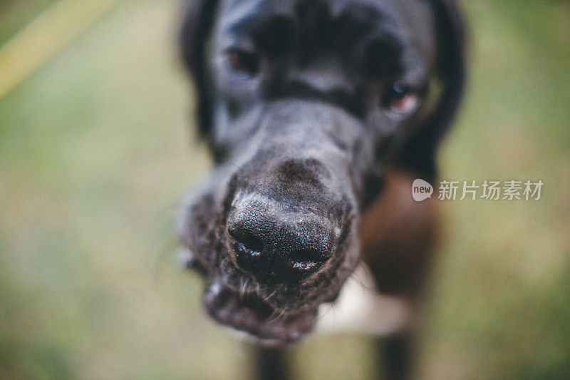 爱是我狗的湿鼻子