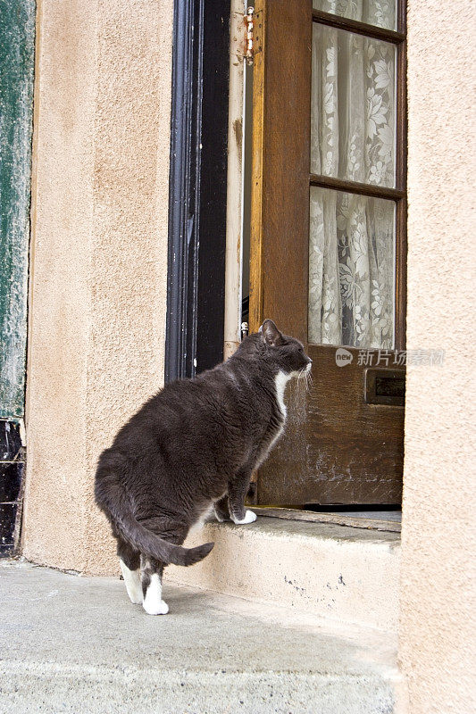 奇怪的猫