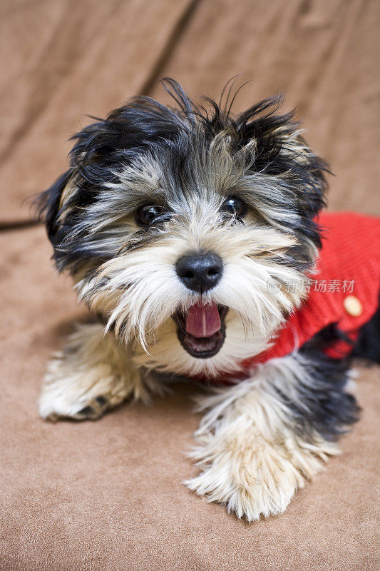 可爱的白灰混血品种约克郡犬和马耳他犬