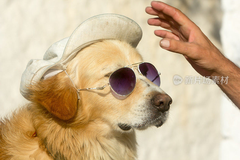 希腊米科诺斯镇的金色拉布拉多犬