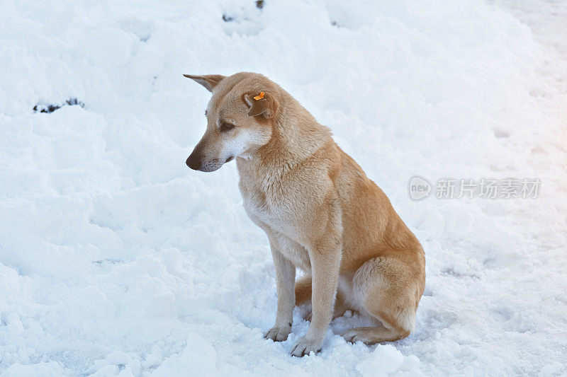 雪地里可怜的狗