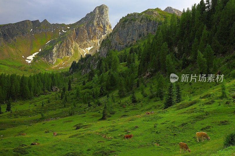 奶牛，焦山口，科尔蒂纳草地日落，白云石，意大利泰洛阿尔卑斯山