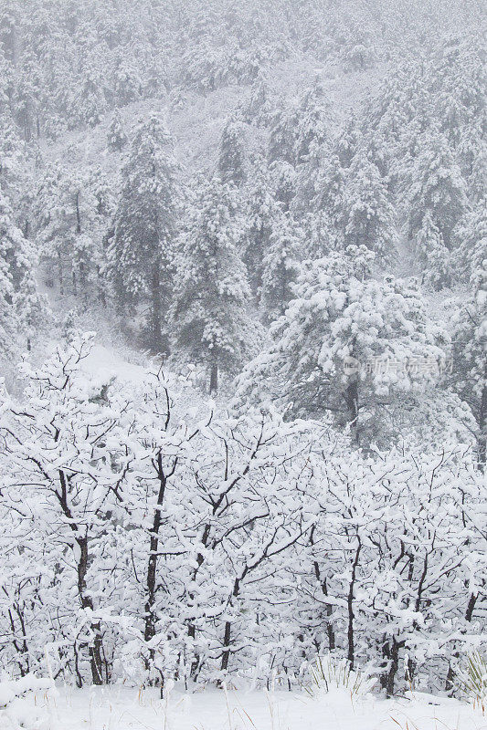 科罗拉多州派克国家森林四月的暴风雪