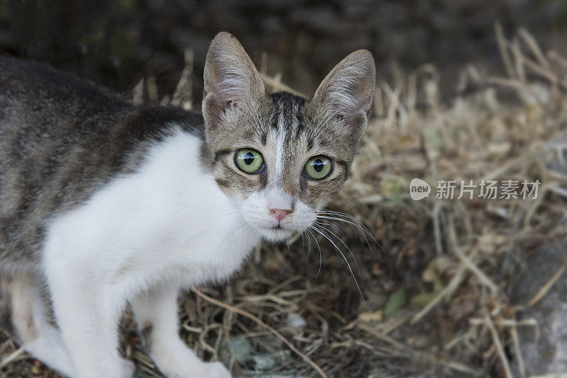 长着绿色眼睛的希腊岛猫