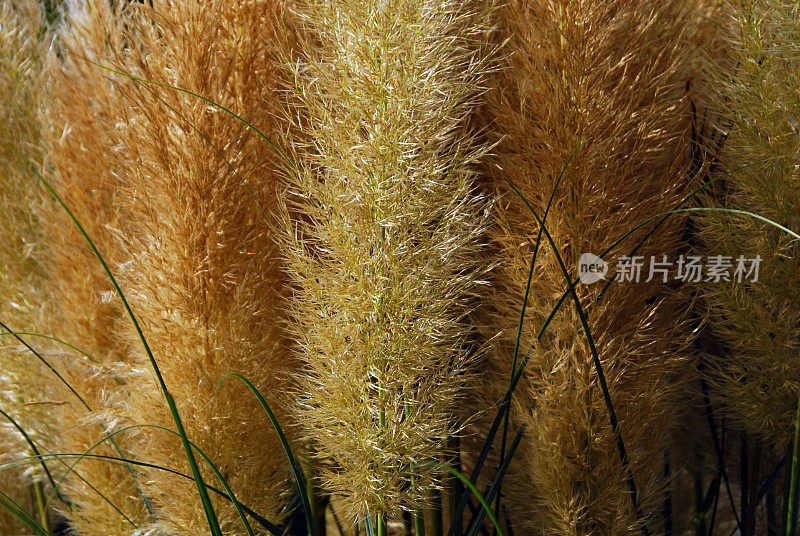 木犀草属植物的开花圆锥花序。