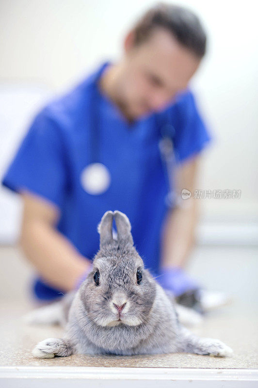 灰兔兔正在接受兽医检查