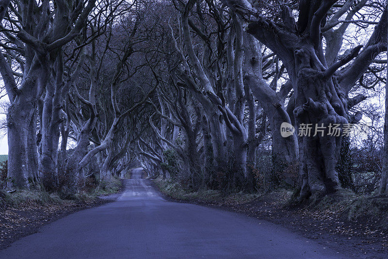 北爱尔兰安特里姆郡的黑暗树篱