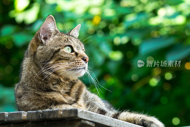 桌上的虎斑猫