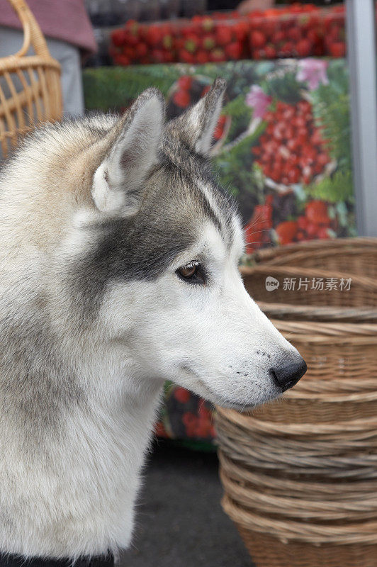 哈士奇犬的头像