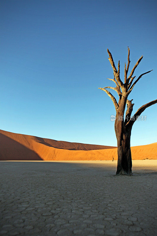 纳米比亚迪德夫莱的干燥龟裂的沙漠土地和枯树