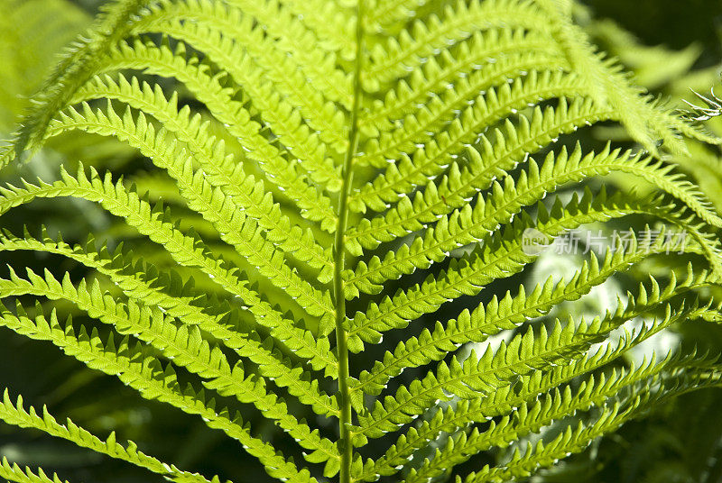 蕨类植物