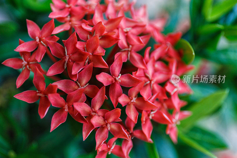 手Ixora