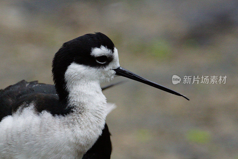 脚avocet