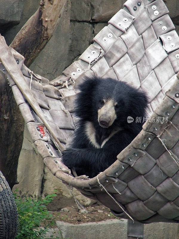 黑熊坐在吊床上