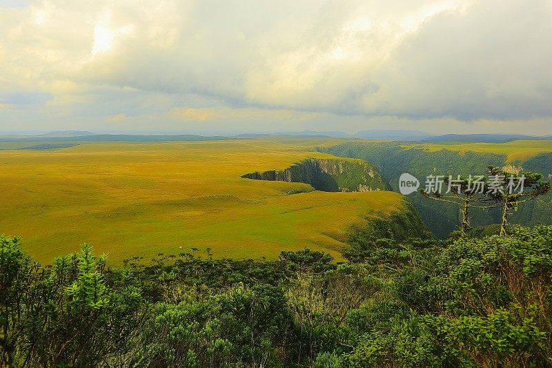 在峡谷草甸之上，巴西大南里约热内卢的小奶牛