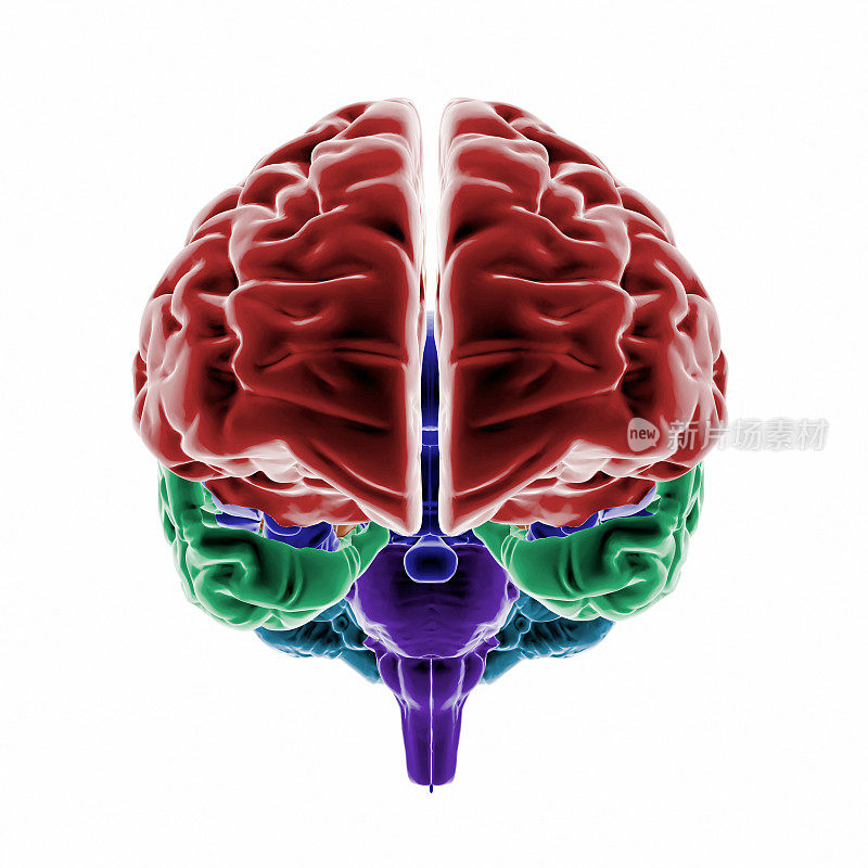 有颜色区域的人类大脑