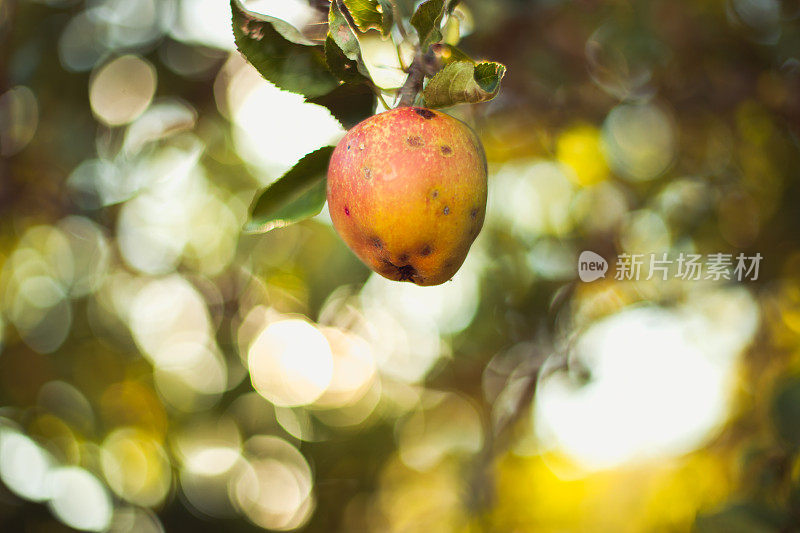 一个成熟的夏天苹果挂在树枝上