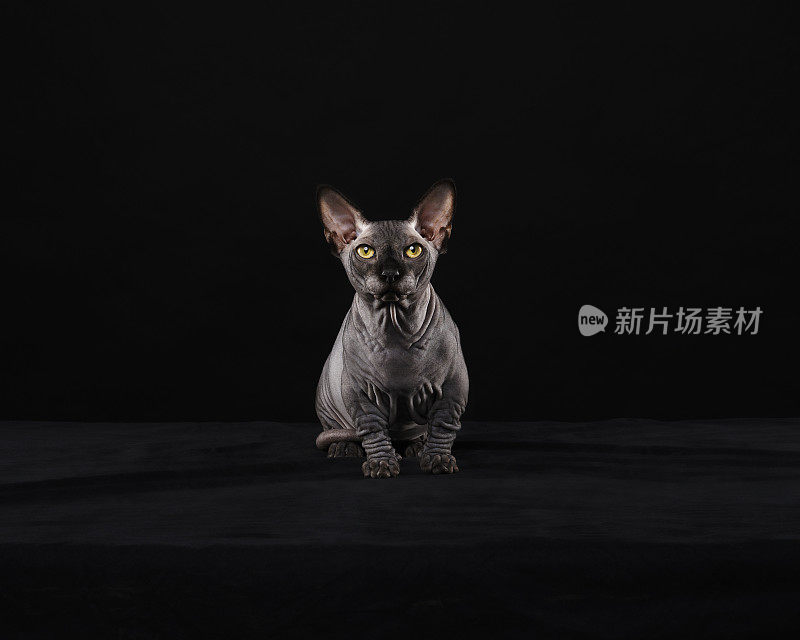 Sphynx猫