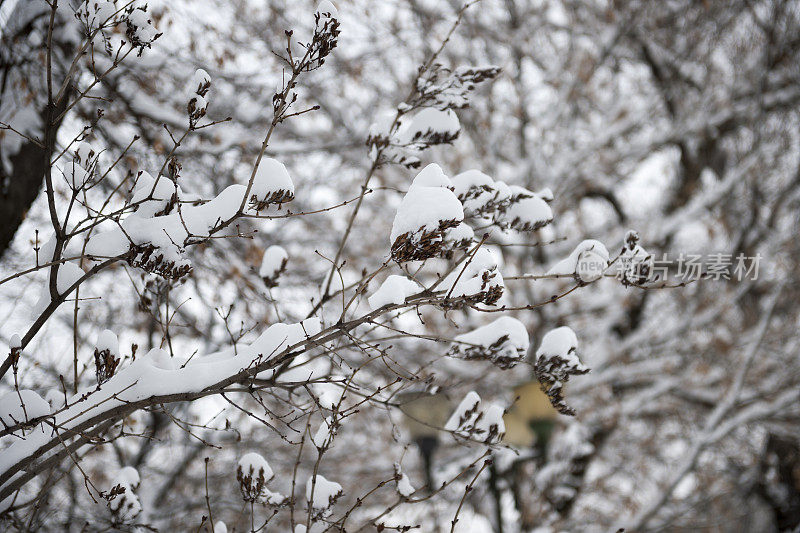 白雪皑皑的树枝