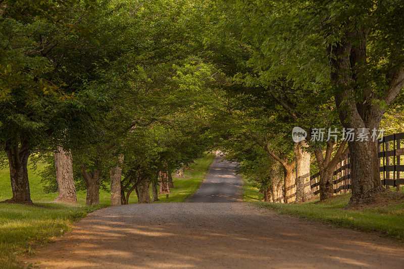 被老树遮蔽的安静的乡村道路