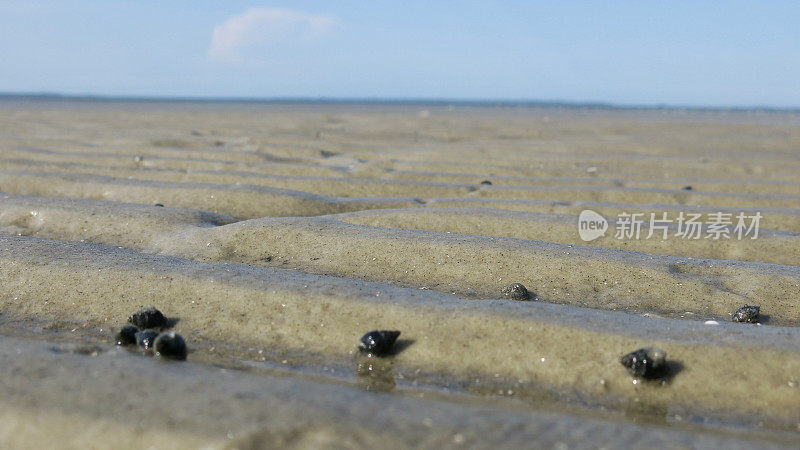 沙滩沙中的微型黑色小海螺