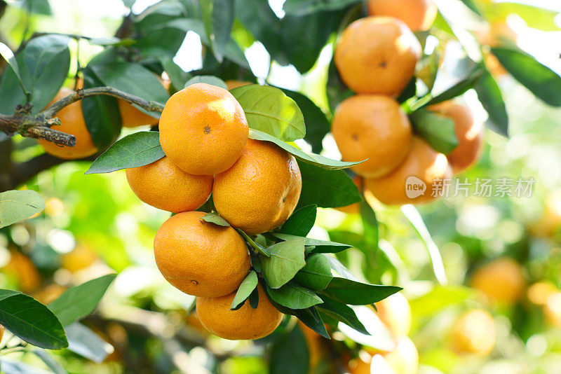 一束成熟的橙子在树上的特写