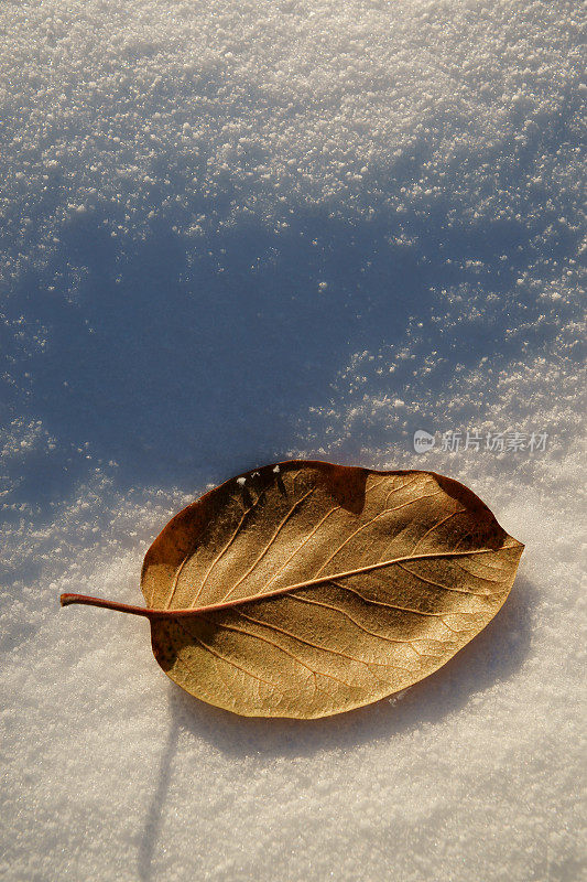 叶在雪地上