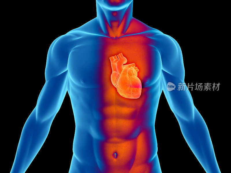 人体有心脏供医学研究
