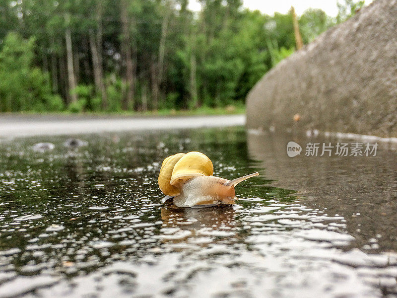 雨后潮湿的街道上爬行的蜗牛
