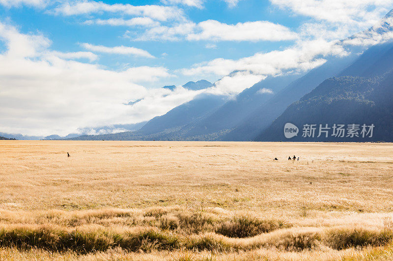 新西兰南岛米尔福德海湾附近的埃格林顿山谷