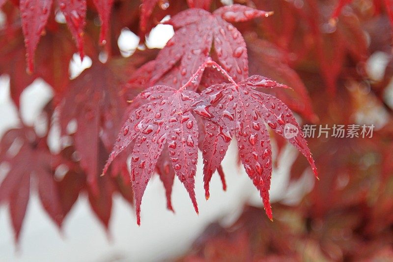 红枫，雨中槭