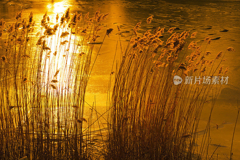 芦苇在日落