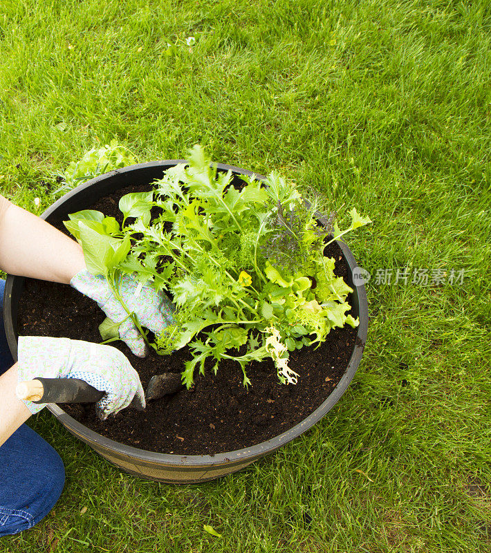 妇女双手种植药草和蔬菜容器花园