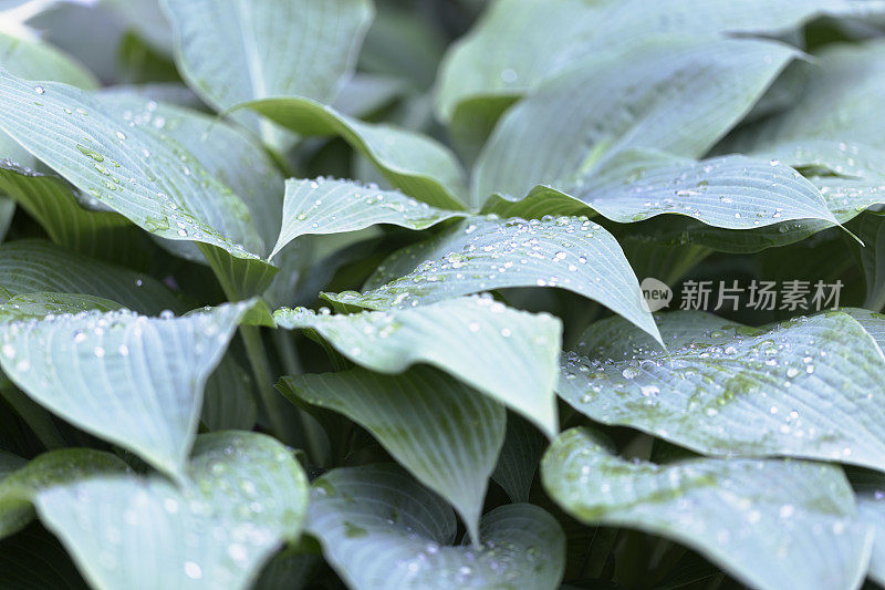 雨点花椰菜