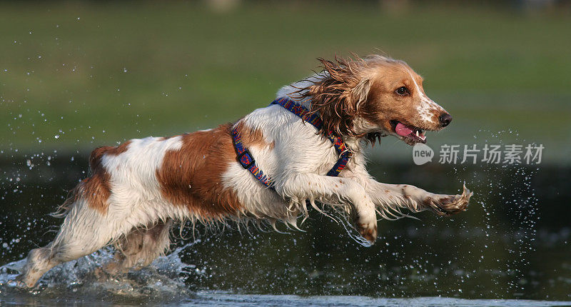 狗在水里跑