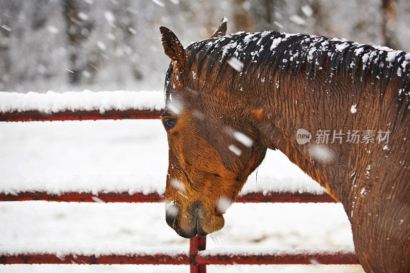 雪中的贝母马