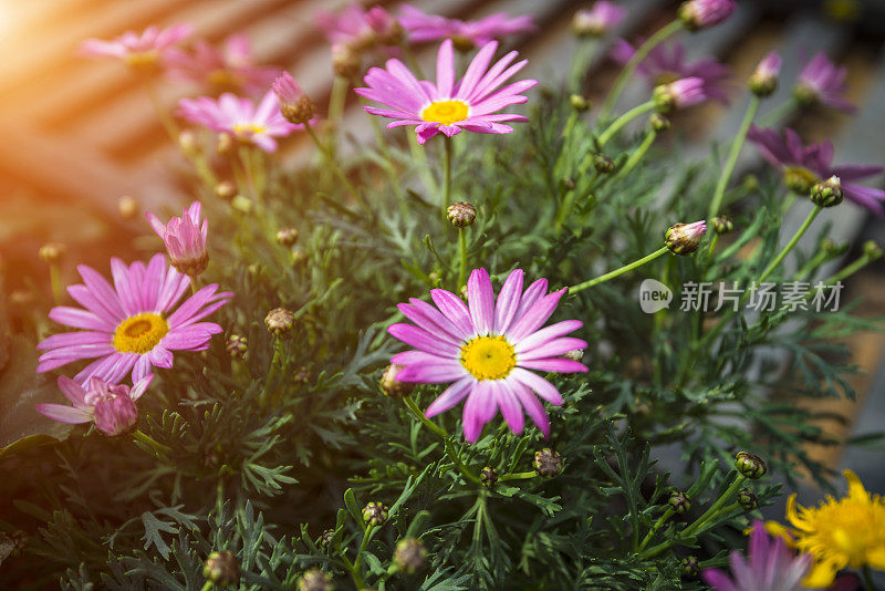 田野里的洋甘菊花