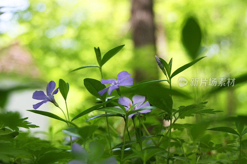 小长春花-小长春花