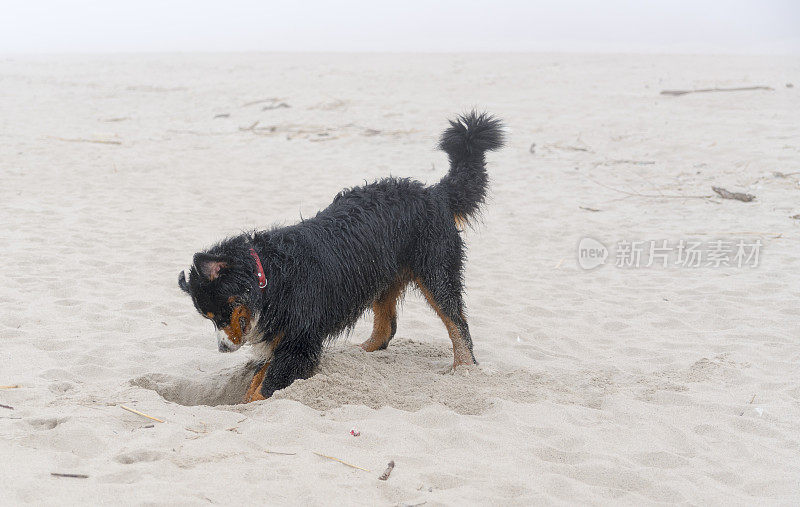 肮脏潮湿的比利时山地犬在波罗的海的沙滩上挖洞