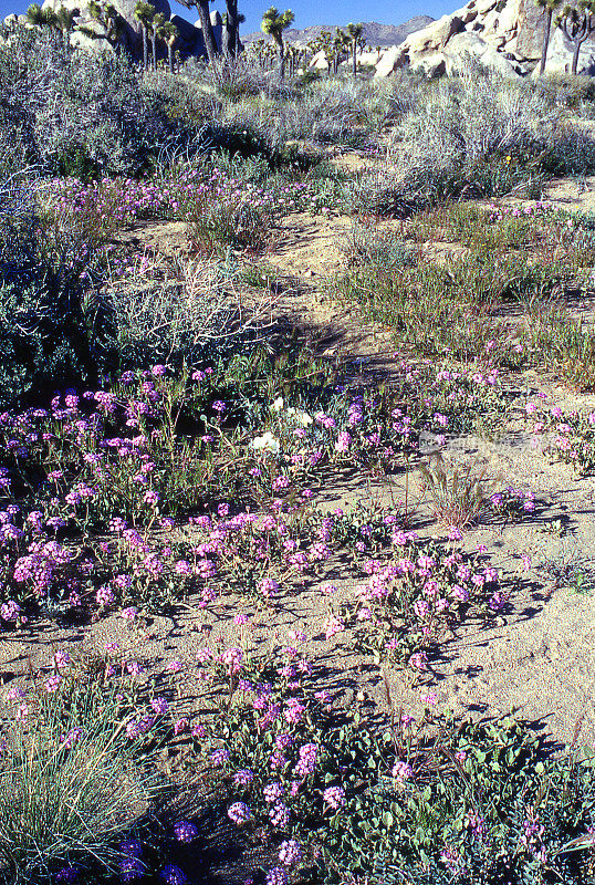 沙漠沙马鞭草野花在春天在沙丘附近的棕榈泉加利福尼亚