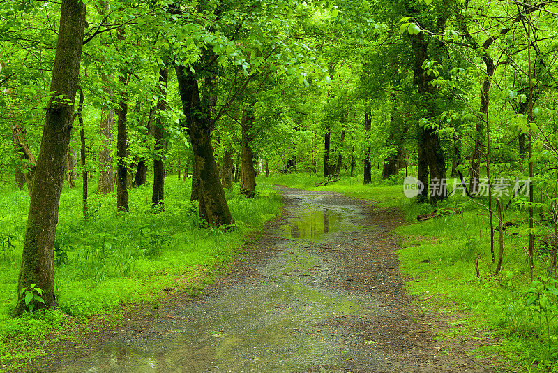 绿树成荫的自然区与徒步小径雨天