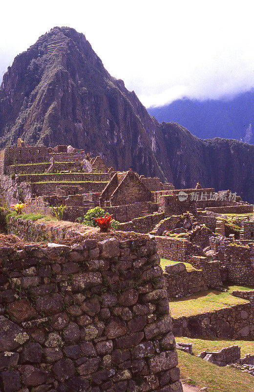 生长在秘鲁南部马丘比丘遗址古城墙上的凤梨花