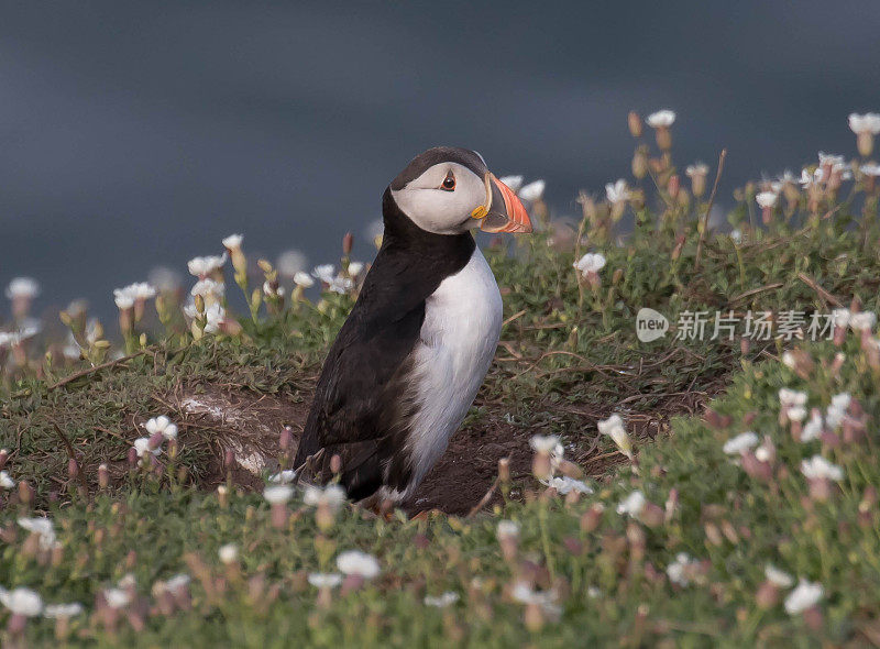 角嘴海雀