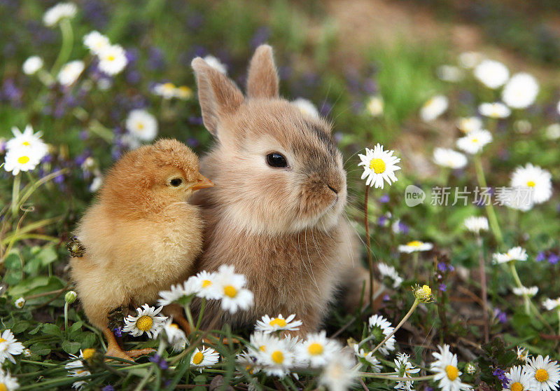 小兔子和小鸡是最好的朋友