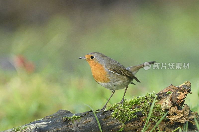 罗宾(红心rubecula)