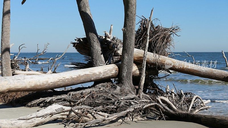 狩猎岛州立海滩侵蚀海岸，倒下的树木，SC