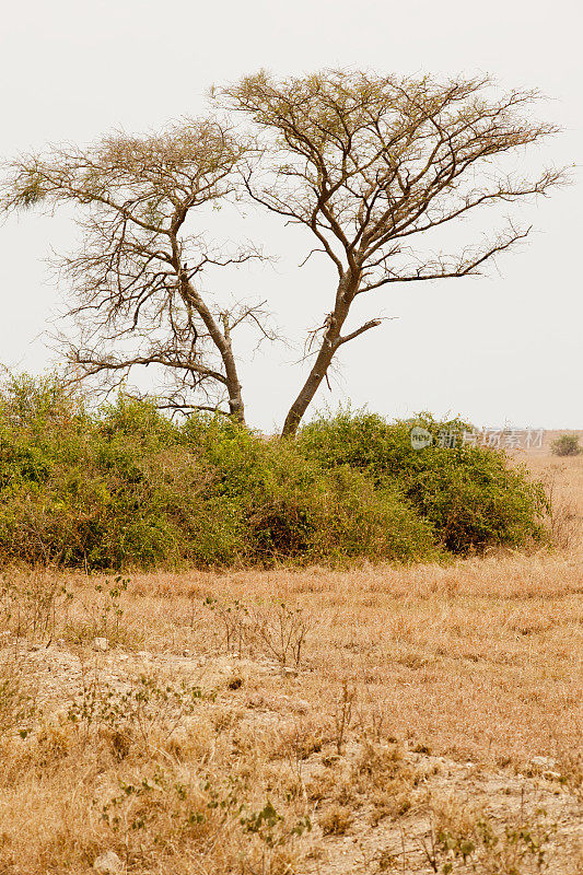 伊丽莎白女王国家公园的非洲金合欢树