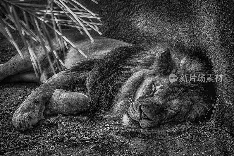 狮子今夜沉睡