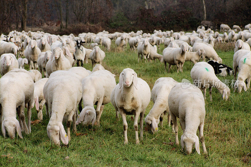 草丛中的羊群